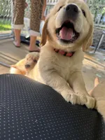 Millie, a female Golden Retriever for sale in Nacogdoches, TX – 2 of 3