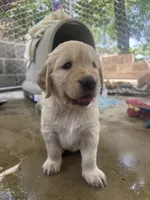 DAISY, a female Golden Retriever for sale in Nacogdoches, TX – 1 of 4