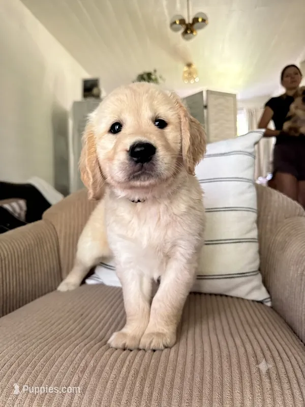 DAISY – Golden Retriever puppy for sale in Nacogdoches, TX