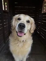 DAISY, a female Golden Retriever for sale in Nacogdoches, TX – 3 of 4