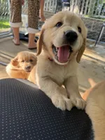 Millie, a female Golden Retriever for sale in Nacogdoches, TX – 1 of 3