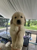 Champ, a male Golden Retriever for sale in Nacogdoches, TX – 2 of 2