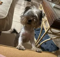 Molly, a female Yorkshire Terrier for sale in Youngsport, TX – Photo 1 of 6