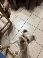 Molly, a female Yorkshire Terrier for sale in Youngsport, TX – Photo 3 of 6