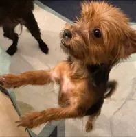 Molly, a female Yorkshire Terrier for sale in Youngsport, TX – Photo 6 of 6