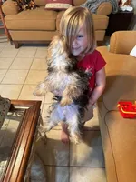 Molly, a female Yorkshire Terrier for sale in Youngsport, TX – Photo 2 of 6