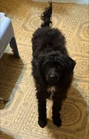 Penny, a female Poodle - Toy  for sale in Youngsport, TX – Photo 2 of 6