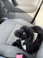 Penny, a female Poodle - Toy  for sale in Youngsport, TX – Photo 5 of 6