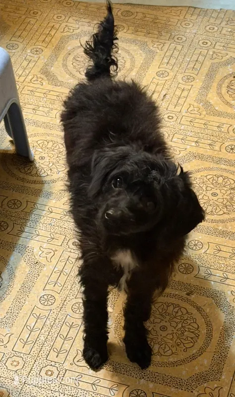 Penny – Poodle - Toy  puppy for sale in Youngsport, TX