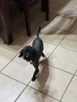 Penny, a female Poodle - Toy  for sale in Youngsport, TX – Photo 4 of 5