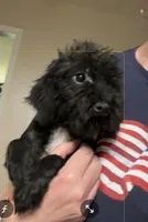 Penny, a female Poodle - Toy  for sale in Youngsport, TX – Photo 1 of 5