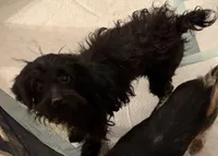 Penny, a female Poodle - Toy  for sale in Youngsport, TX – Photo 5 of 5