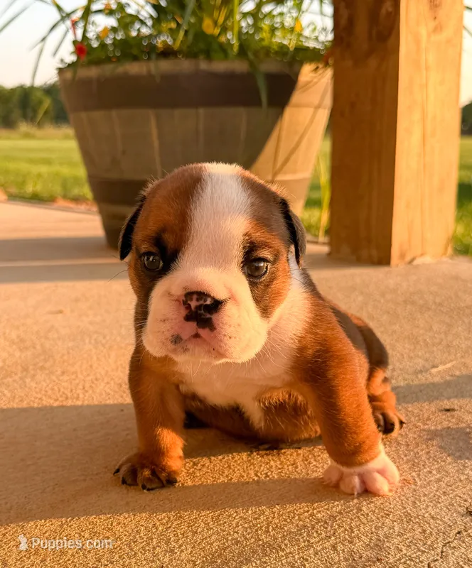 Dillie  – English Bulldog puppy for sale in Billings, MO
