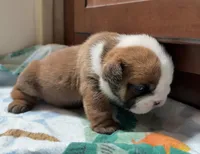 Dillie , a female English Bulldog for sale in Billings, MO – 3 of 6