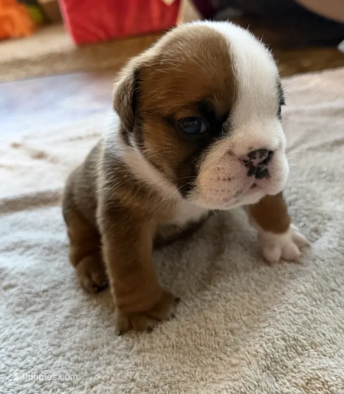 Dillie  – English Bulldog puppy for sale in Billings, MO