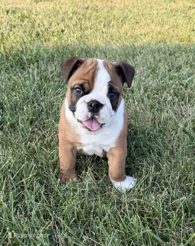 Dillie  – English Bulldog puppy for sale in Billings, MO