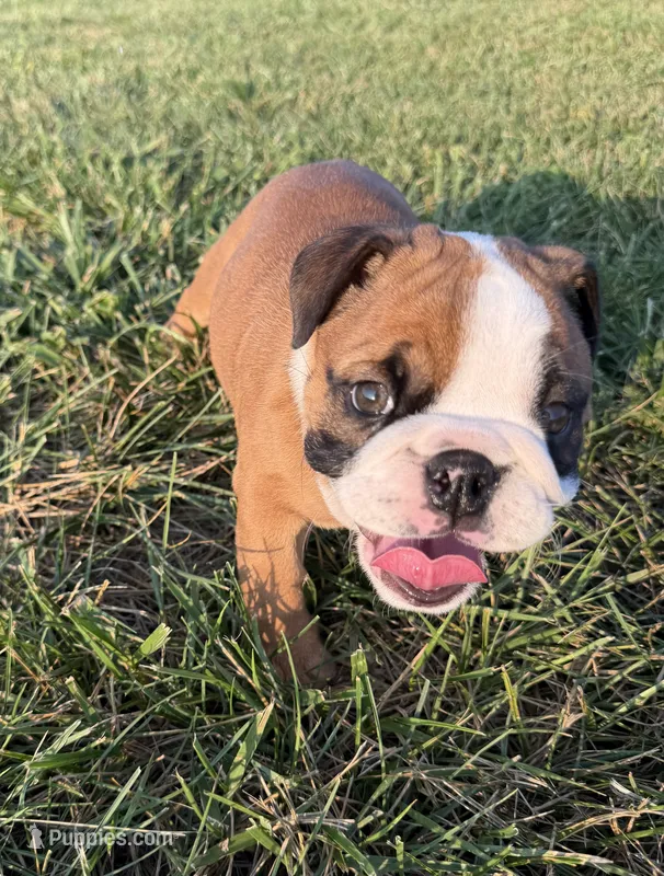 Dillie  – English Bulldog puppy for sale in Billings, MO