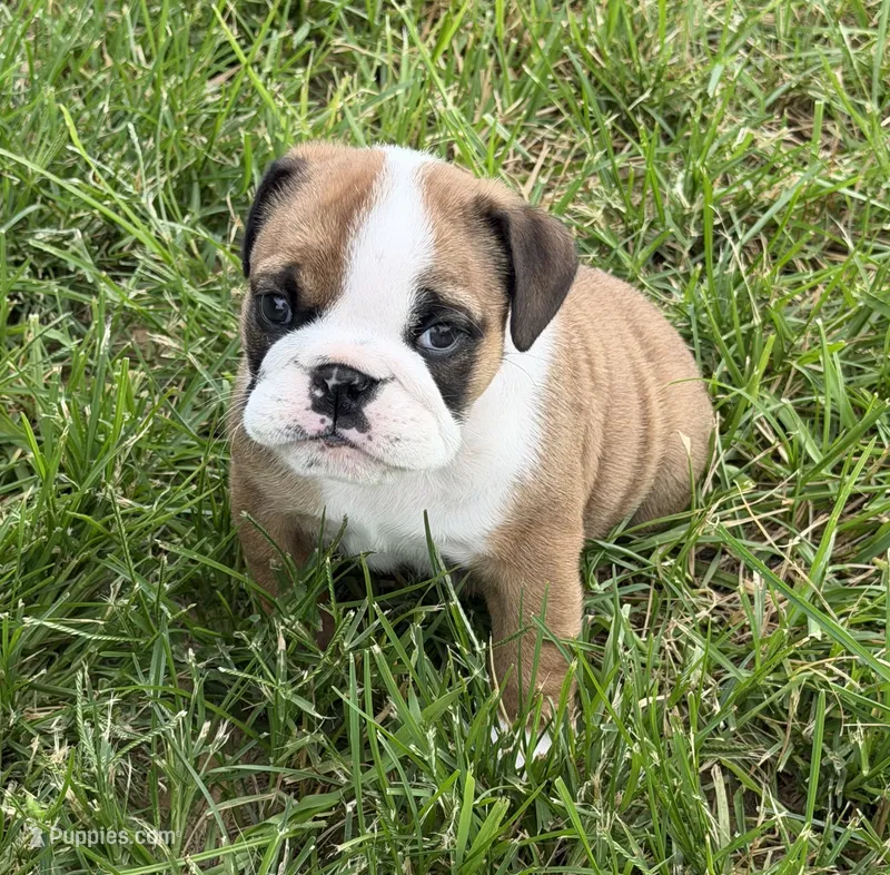 Dillie  – English Bulldog puppy for sale in Billings, MO