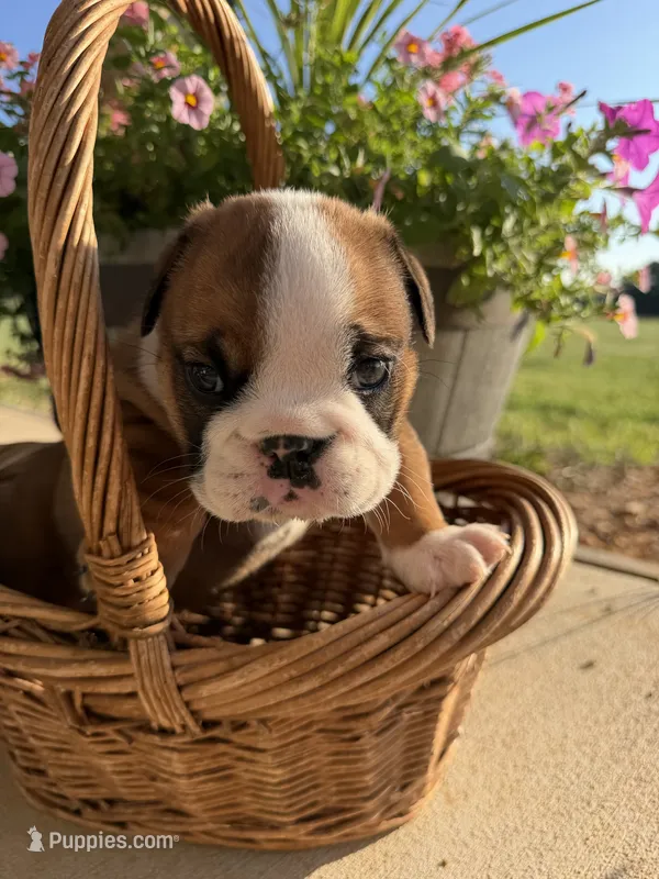 Dillie  – English Bulldog puppy for sale in Billings, MO
