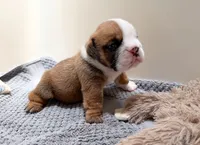 Dillie , a female English Bulldog for sale in Billings, MO – 2 of 6
