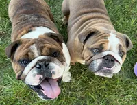 Dillie , a female English Bulldog for sale in Billings, MO – 6 of 6