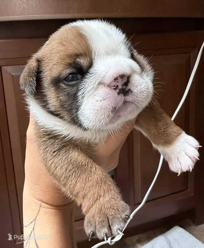 Dillie  – English Bulldog puppy for sale in Billings, MO