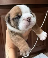 Dillie , a female English Bulldog for sale in Billings, MO – 1 of 6