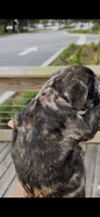 Dolce, a male French Bulldog for sale in Savannah, GA – 2 of 2
