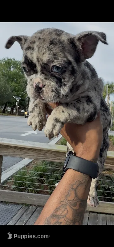 Gabbana – French Bulldog puppy for sale in Savannah, GA