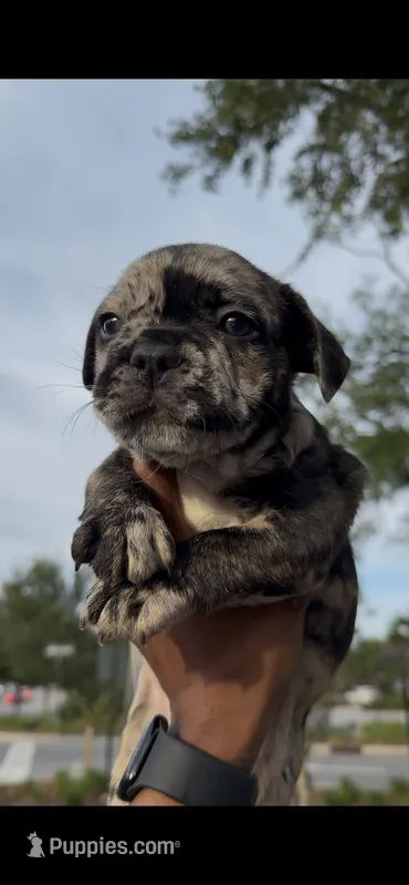 Dolce – French Bulldog puppy for sale in Savannah, GA