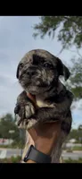 Dolce, a male French Bulldog for sale in Savannah, GA – 1 of 2