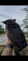 Lola, a female French Bulldog for sale in Savannah, GA – 1 of 2