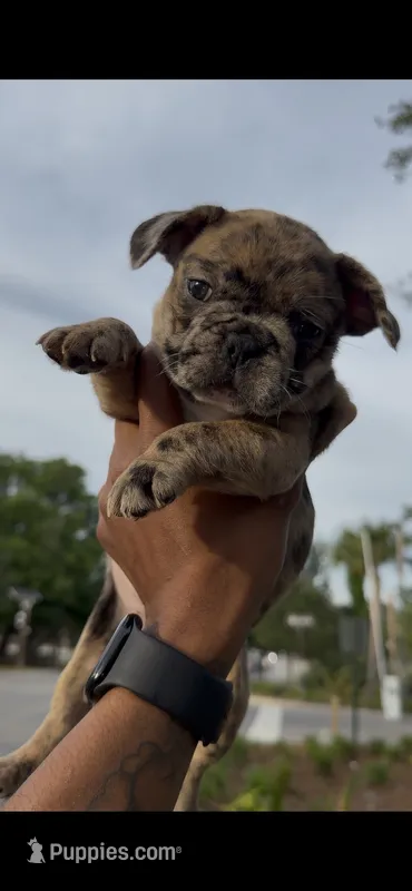 Rolex – French Bulldog puppy for sale in Savannah, GA