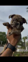 Rolex, a female French Bulldog for sale in Savannah, GA – 1 of 2