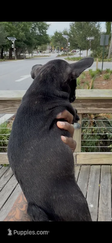 Zara – French Bulldog puppy for sale in Savannah, GA