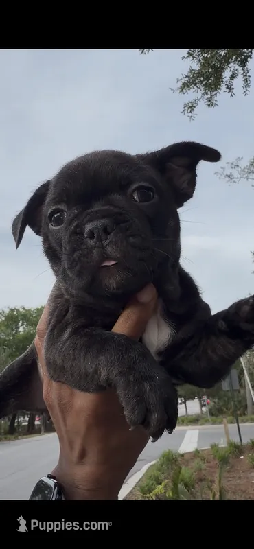 Princess – French Bulldog puppy for sale in Savannah, GA