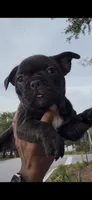 Princess, a female French Bulldog for sale in Savannah, GA – 1 of 2