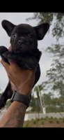 Lola, a female French Bulldog for sale in Savannah, GA – 2 of 2