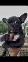 Zara, a female French Bulldog for sale in Savannah, GA – 2 of 2