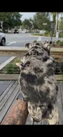 Gabbana, a female French Bulldog for sale in Savannah, GA – 2 of 2