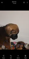 Red, a male Cane Corso and English Mastiff for sale in Blue Ridge, TX – 5 of 9