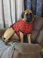 Red, a male Cane Corso and English Mastiff for sale in Blue Ridge, TX – 6 of 9