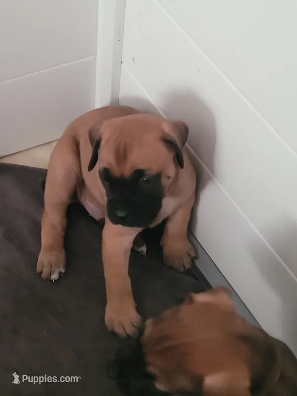 Bkue – Cane Corso, English Mastiff puppy for sale in Blue Ridge, TX