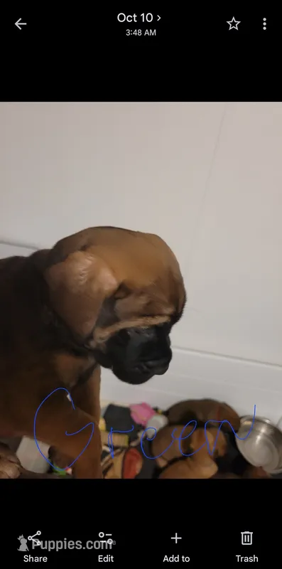 Green  – English Mastiff puppy for sale in Blue Ridge, TX