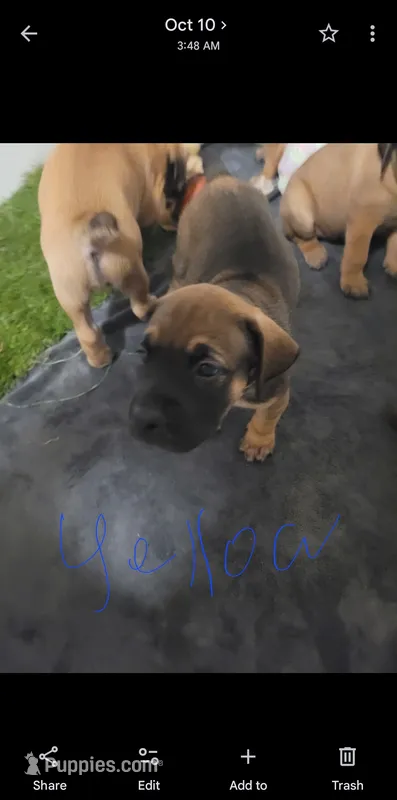 Yellow  – English Mastiff puppy for sale in Blue Ridge, TX