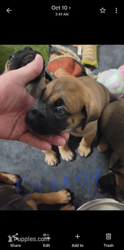 Orange  – English Mastiff puppy for sale in Blue Ridge, TX