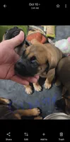 Orange , a male English Mastiff for sale in Blue Ridge, TX – 1 of 1
