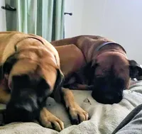 Red, a male Cane Corso and English Mastiff for sale in Blue Ridge, TX – 2 of 9