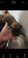 Red, a male Cane Corso and English Mastiff for sale in Blue Ridge, TX – 3 of 9