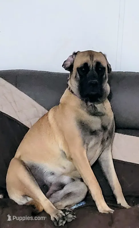 Red – Cane Corso, English Mastiff puppy for sale in Blue Ridge, TX